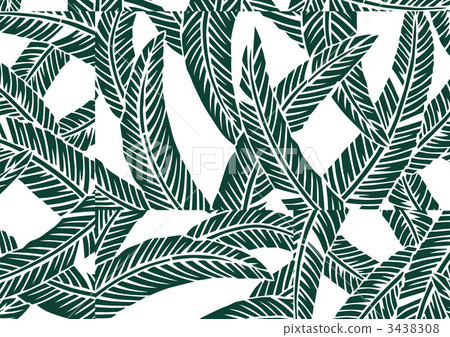 纖維香蕉葉 日本香蕉 耐寒的香蕉 3438308