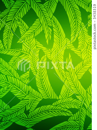fiber banana leaves, japanese banana, hardy banana 3438319