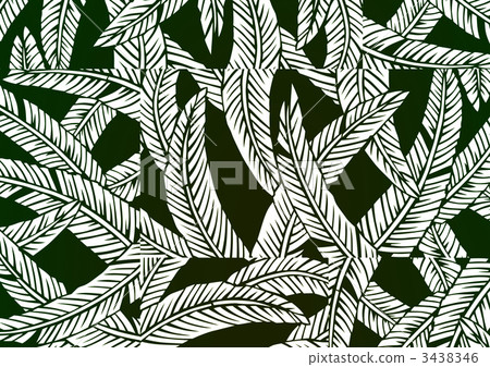 纖維香蕉葉 日本香蕉 耐寒的香蕉 3438346