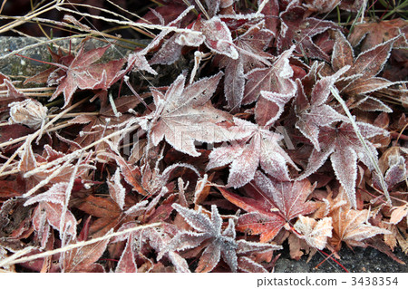 Fallen fallen leaves of maple 3438354