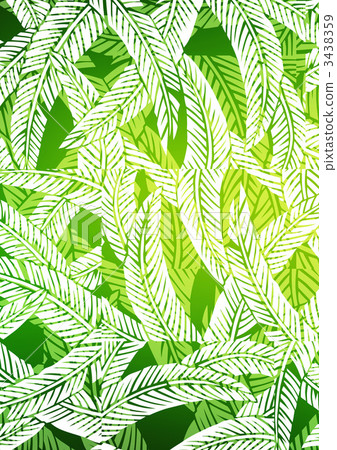 纖維香蕉葉 日本香蕉 耐寒的香蕉 3438359