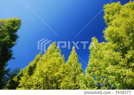 Metasequoia Metasequoia 3438577