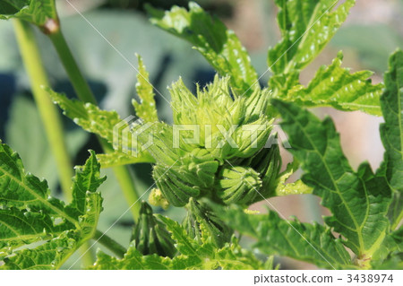 秋葵的花蕾 3438974