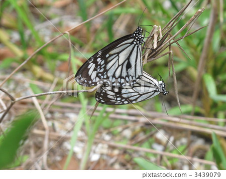 Madara butterfly 3439079