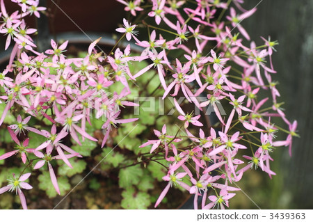 uppercase saw, bloom, blossom 3439363