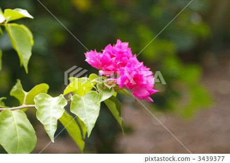 九重葛 苞片 紫茉莉科 3439377