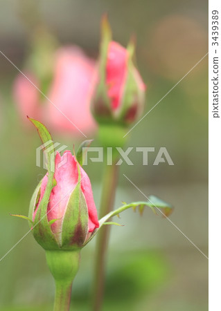 英國女王伊麗莎白 玫瑰花 玫瑰 3439389