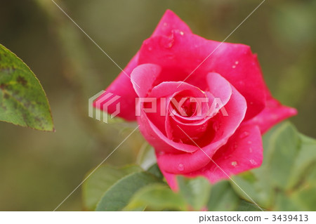 rose, magali, roses 3439413