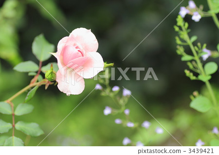 rusticana, rose, roses 3439421