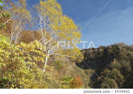 Hakusan autumn leaves 3439481