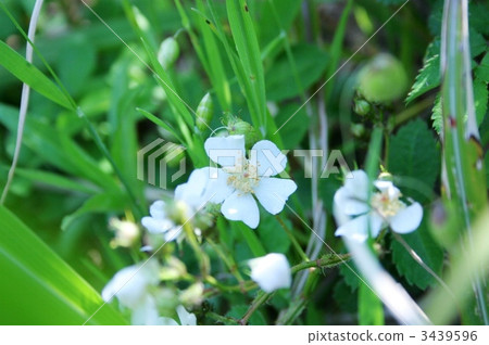 white blossom, dogrose, wild rose 3439596