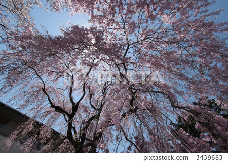 Under the cherry blossoms! Under the cherry blossoms! 3439683
