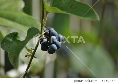 botanic, botanical, vegetative 3439872