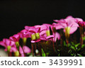 bloom, blossom, blossoms 3439991