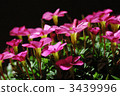 oxalis, Pink Flower, botanic 3439996