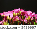 oxalis, Pink Flower, botanic 3439997