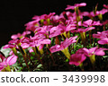 bloom, blossom, blossoms 3439998