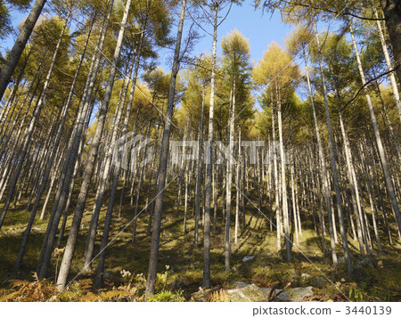 秋天的Karamatsu森林 3440139