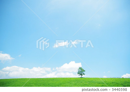 一棵樹 3440398