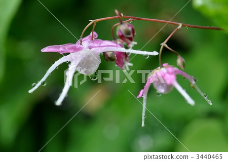 Freshwater leek Freshwater leek 3440465