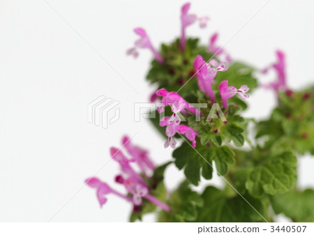 Red-purple Buddha's Seed 3440507