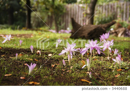 十月狗藏紅花Lilyu 31 3440688