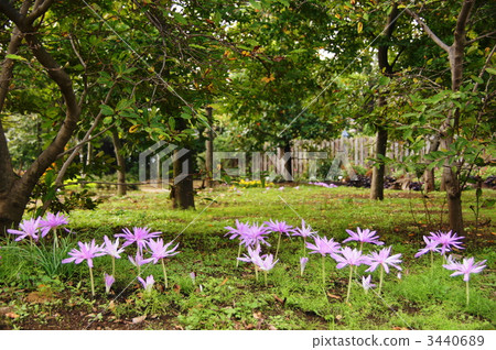 十月狗藏紅花Yuri 32 3440689