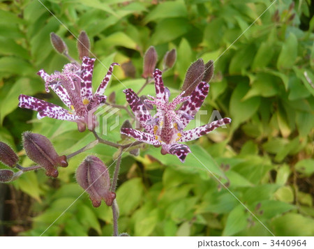台灣油點草 小杜鵑 花朵 3440964