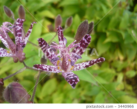 台灣Hototogisu花 3440966