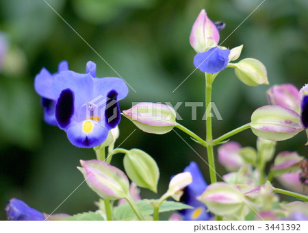 藍豬耳 藍豬耳 3441392