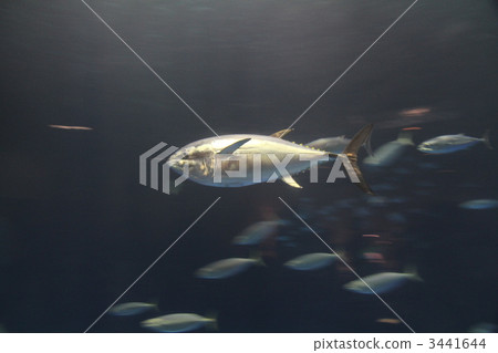 carnivorous fish, bonito (fish), saltwater fish 3441644