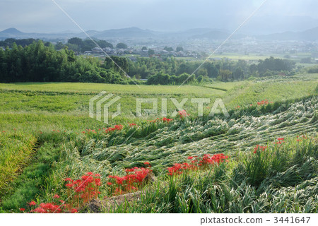 Onsen Road and Higanbana 3441647