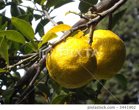 香的顏色 3441902