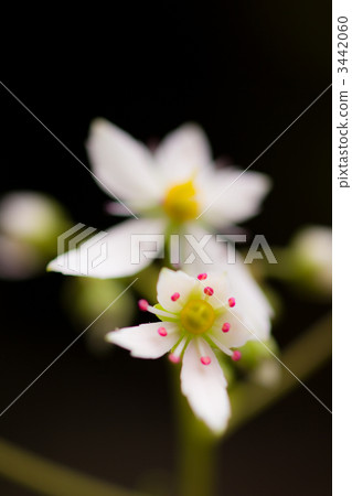 Daimonjisou Daimonjisou 3442060