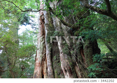 Yakushima Kimoto cedar 3442202