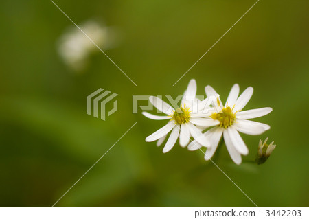 Shiroyomena 3442203