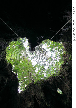 屋久島威爾遜分享 3442218