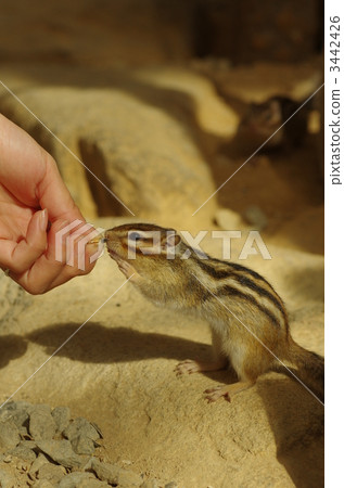 花栗鼠 花栗鼠 3442426