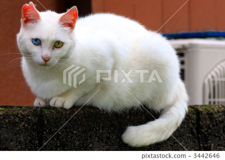 Golden blue different eyes in left and right color Kaomanie cat 3442646
