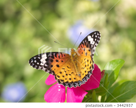 blacktip reef shark fritillary bruno female, indian fritillary, butterfly 3442937
