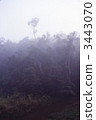 forest, wood, tree 3443070
