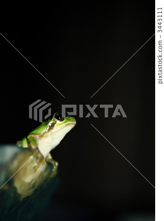 Frog, moment to pop 3443111