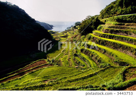 Rice terrace of Hamanoura 3443753