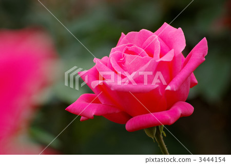 The flower of red roses of Jindai plant park · Maria Callas The flower of red roses of Jindai plant park · Maria Callas 3444154