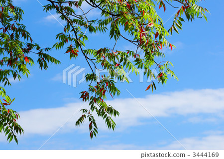 秋天和秋葉秋葉 3444169