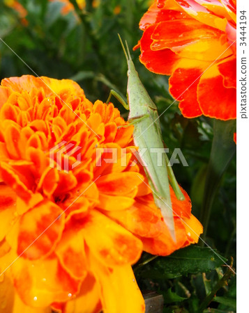 Mary gold and grasshopper Mary gold and grasshopper 3444194