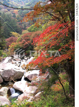 shosen gorge, autumn with beautiful leaves, beautiful canyon 3444264