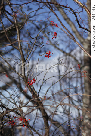 紅色水果 3444483