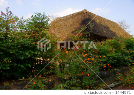 Thatched roof 3444971