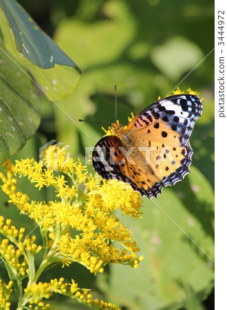 Seiitakahawadanchisou and Tsumagro noodles Seiitakahawadanchisou and Tsumagro noodles 3444972